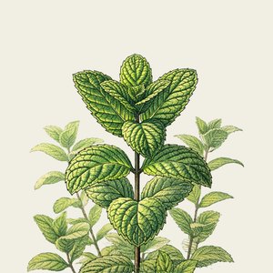 Mint — the botanical in Oway Fortifying Hair Bath