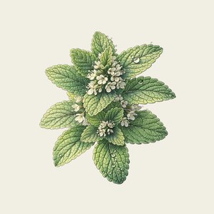 Flowering mint — the botanical in Oway Frequent Use Hair & Scalp Bath